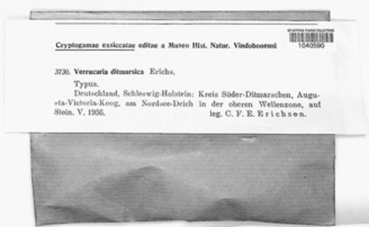 Verrucaria ditmarsica image